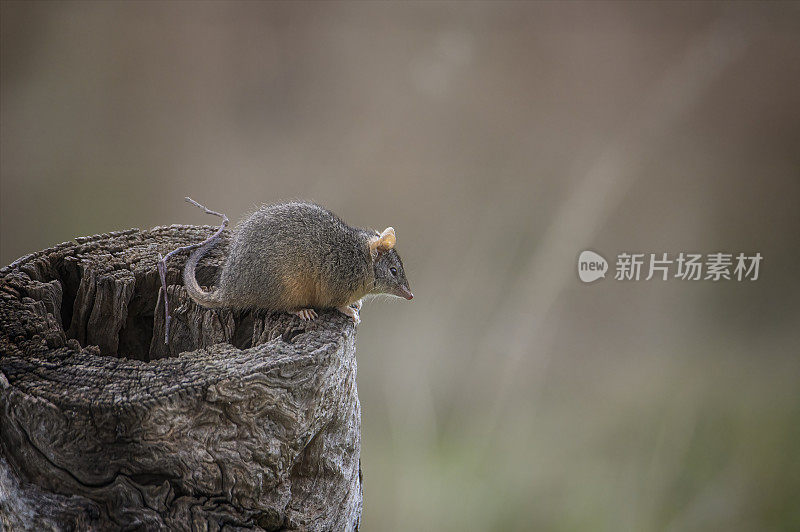 黄足蜈蚣(antechinus flavipes)